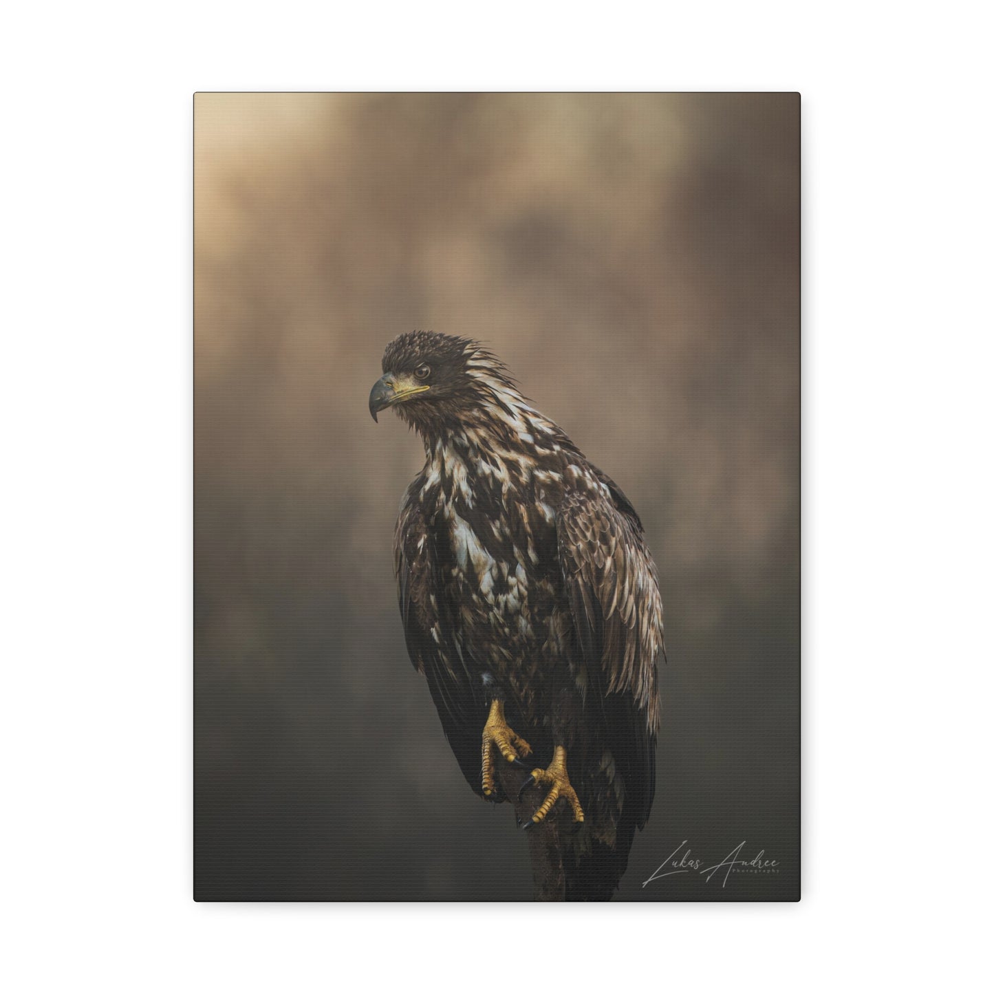 White‑Tailed Eagle Juvenile — By Photographer Lukas Andersen