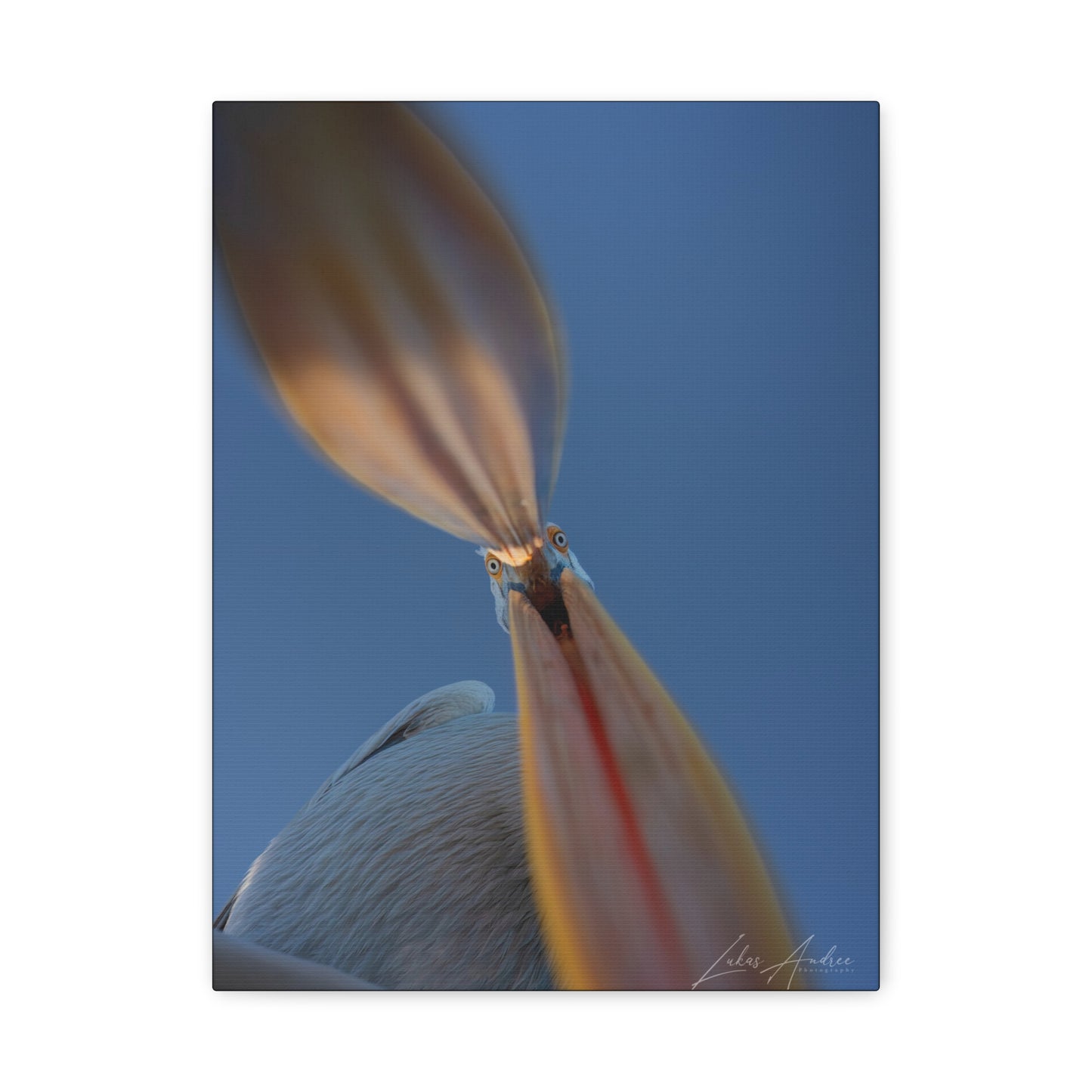 Pelican With Open Beak — By Photographer Lukas Andersen