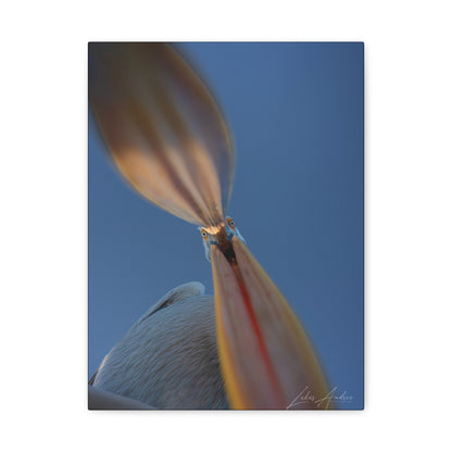 Pelican With Open Beak — By Photographer Lukas Andersen