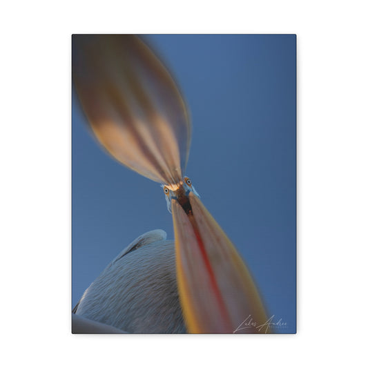 Pelican With Open Beak — By Photographer Lukas Andersen