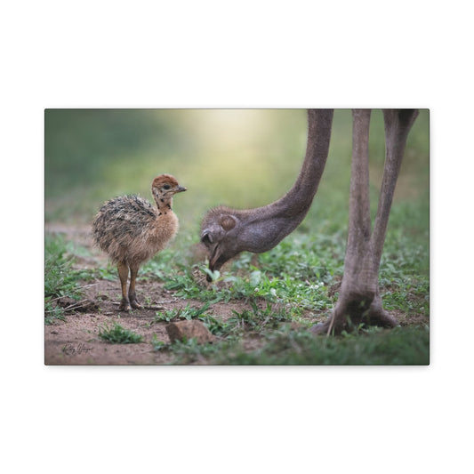 Little Steps – Mother and Baby Ostrich by Photographer Patsy Weingart