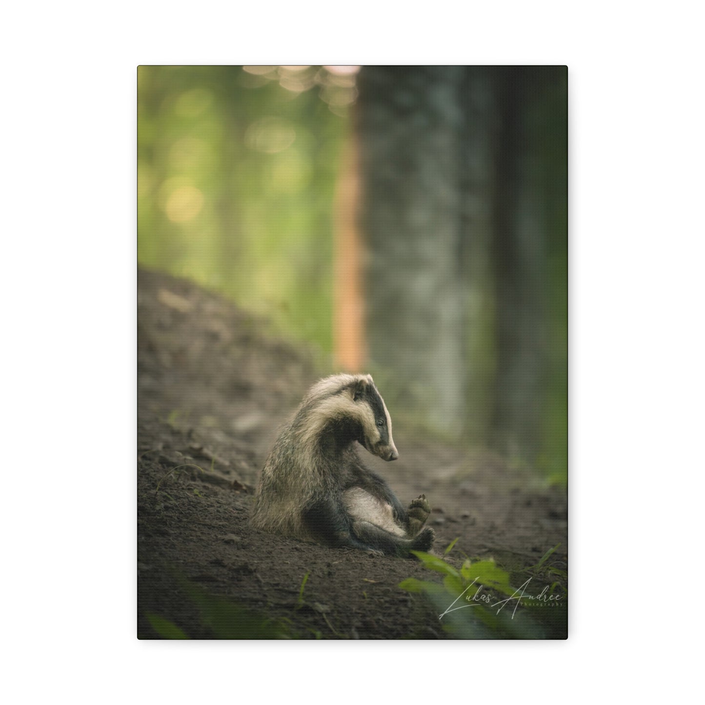 European Badger in Woodland Light – Forest Sentinel at Rest By Photographer Lukas Andersen