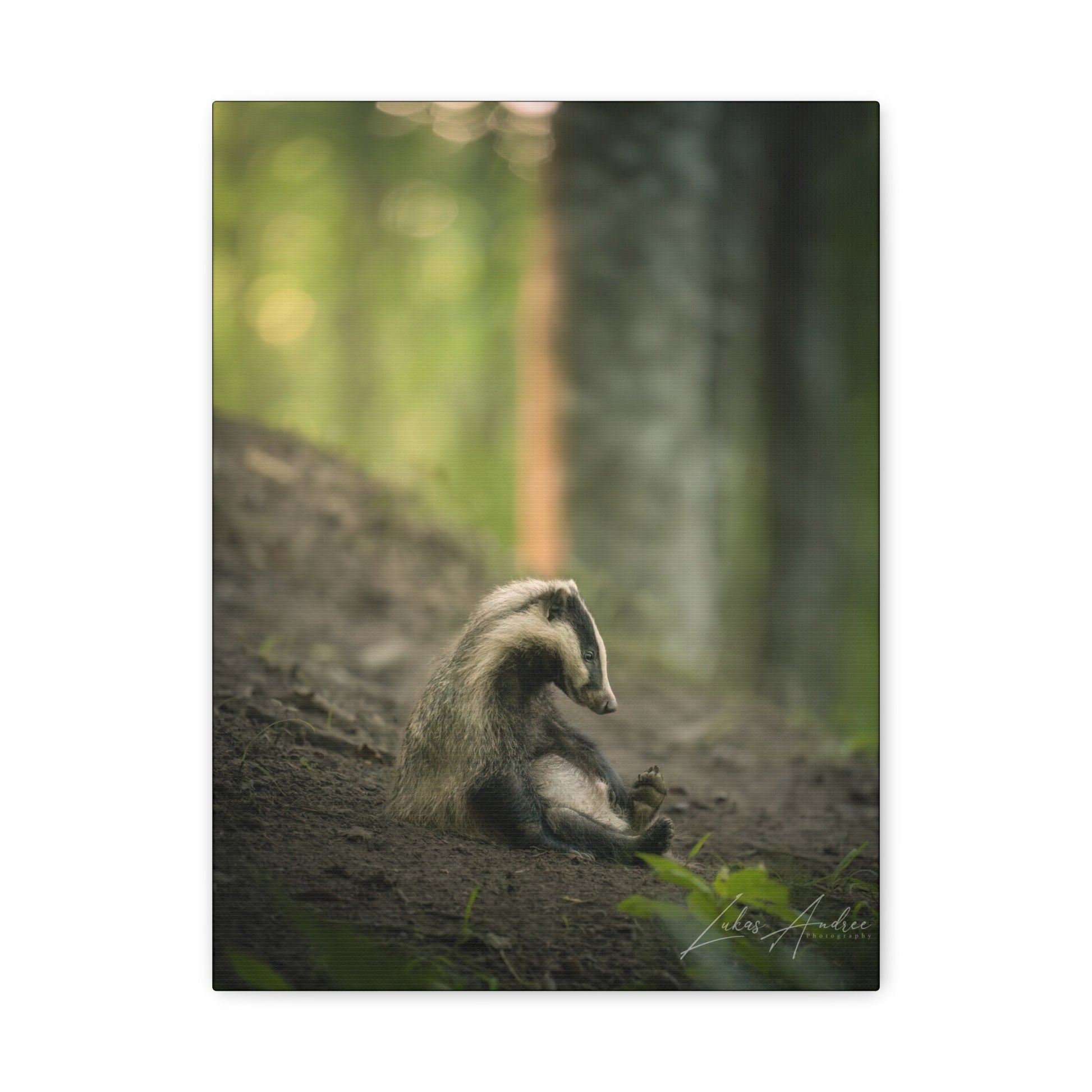 European Badger in Woodland Light – Forest Sentinel at Rest By Photographer Lukas Andersen