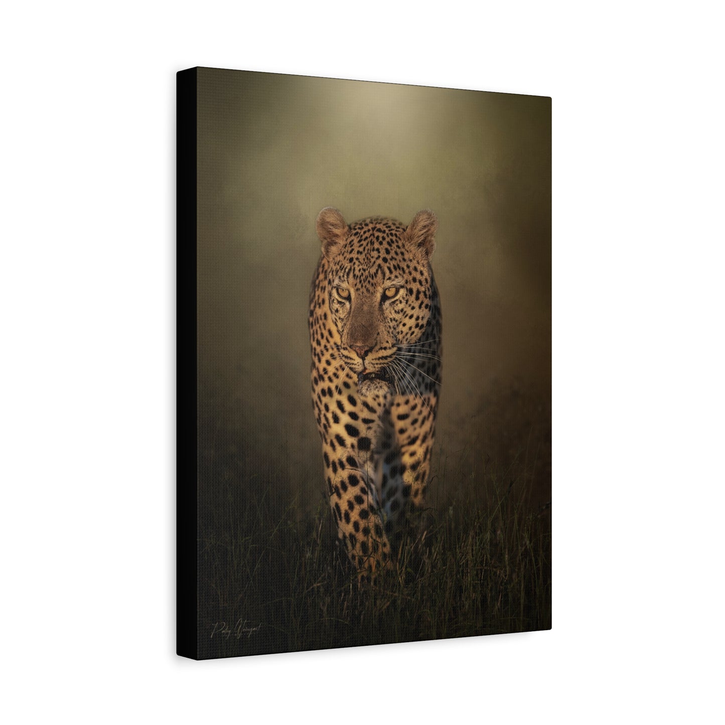 Menacing Leopard on the Path – By Photographer Patsy Weingart