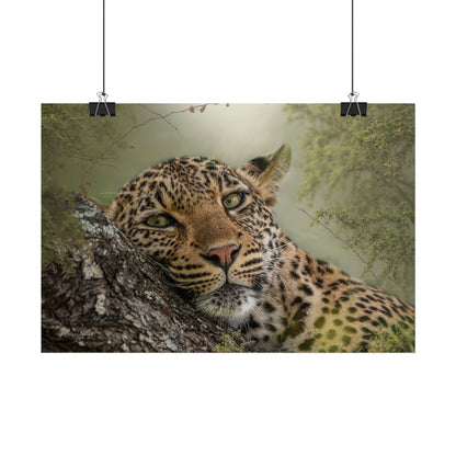 Leopard in Repose Fine Art Print | By Photographer Patsy Weingart