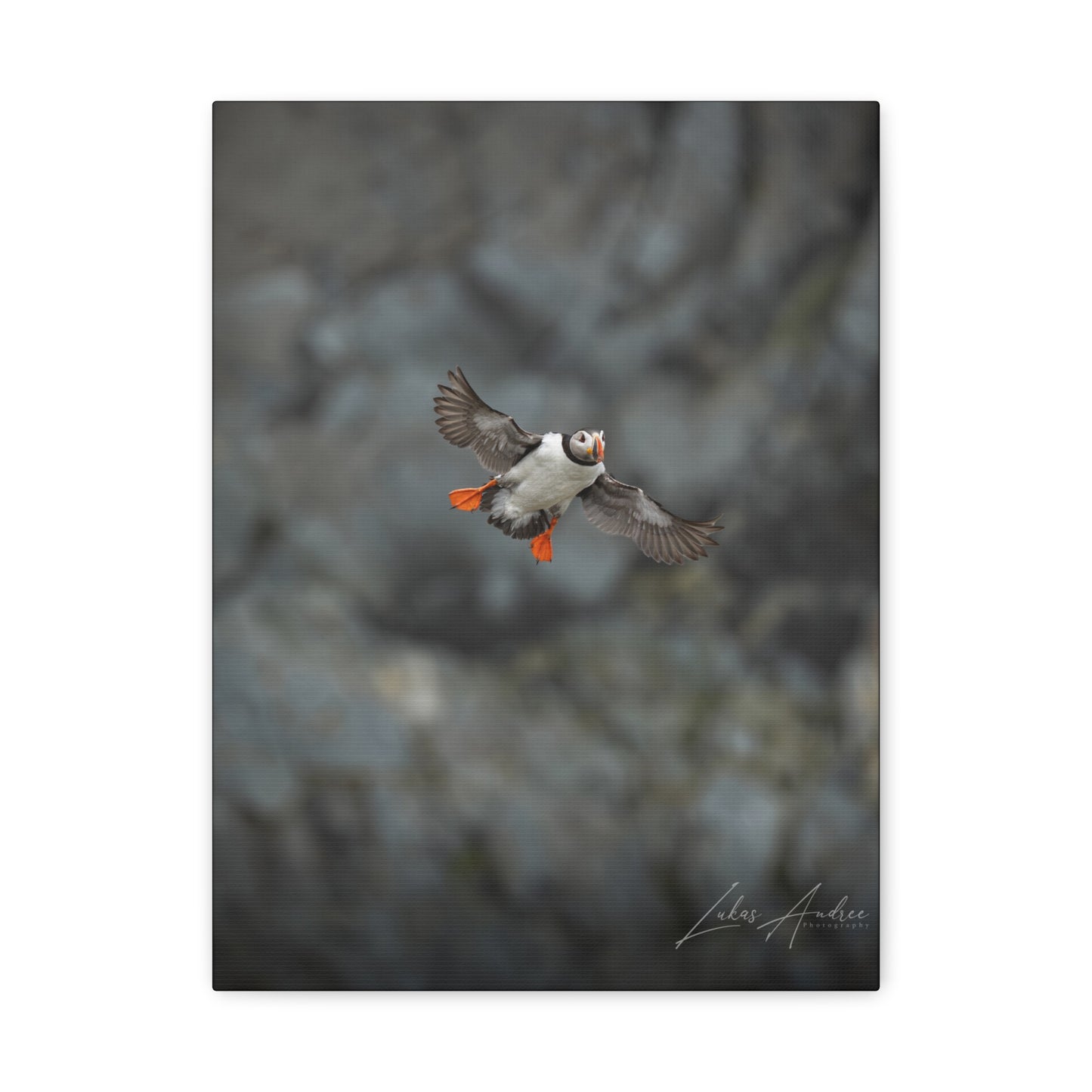 Puffin in Mid‑Flight Over Coastal Cliffs – By Photographer Lukas Andersen