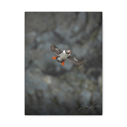 Puffin in Mid‑Flight Over Coastal Cliffs – By Photographer Lukas Andersen