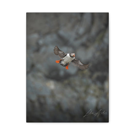 Puffin in Mid‑Flight Over Coastal Cliffs – By Photographer Lukas Andersen