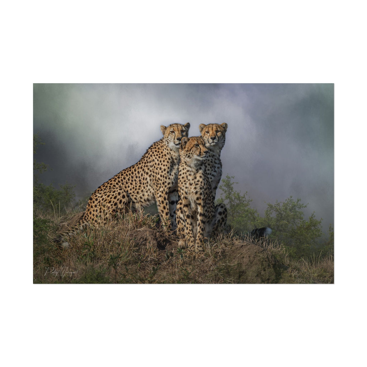 Three Cheetahs Fine Art Print | By Photographer Patsy Weingart