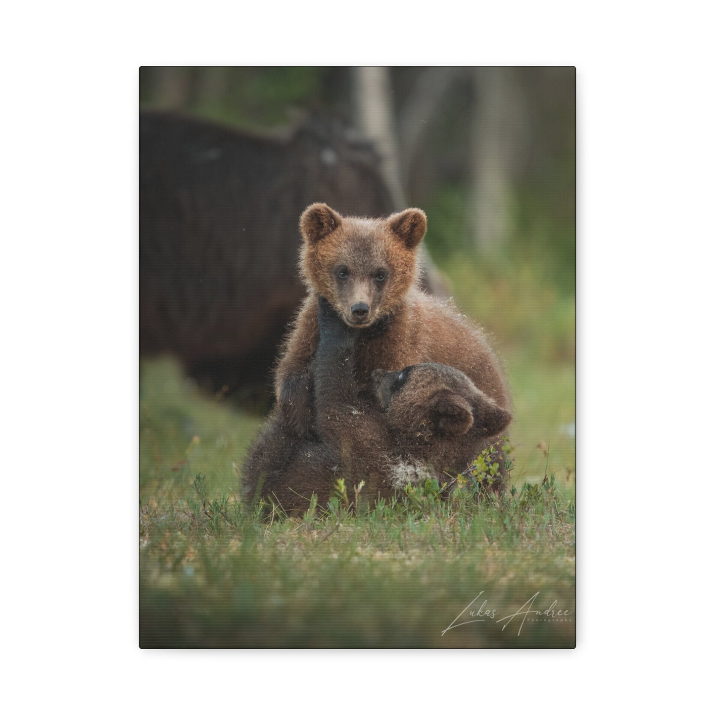 Playful Bear Cubs in Meadow Light – By Photographer Lukas Andersen
