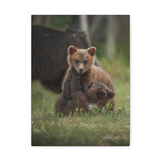 Playful Bear Cubs in Meadow Light – By Photographer Lukas Andersen