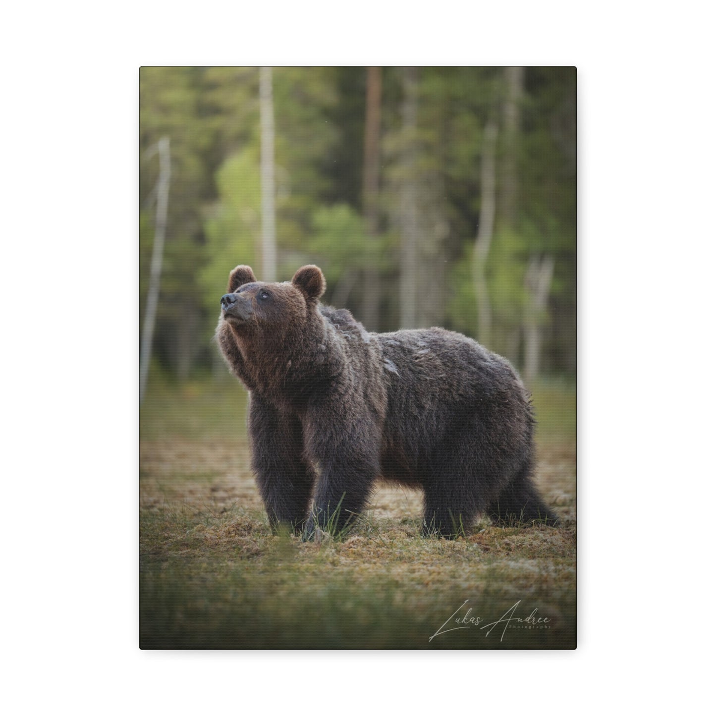 Brown Bear Among the Pines — By Photographer Lukas Andersen