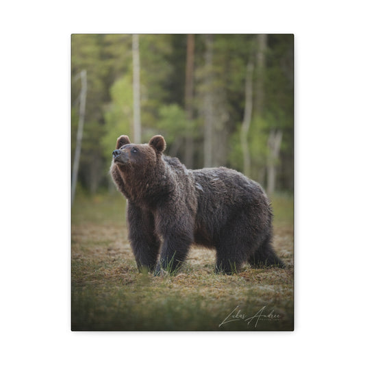 Brown Bear Among the Pines — By Photographer Lukas Andersen
