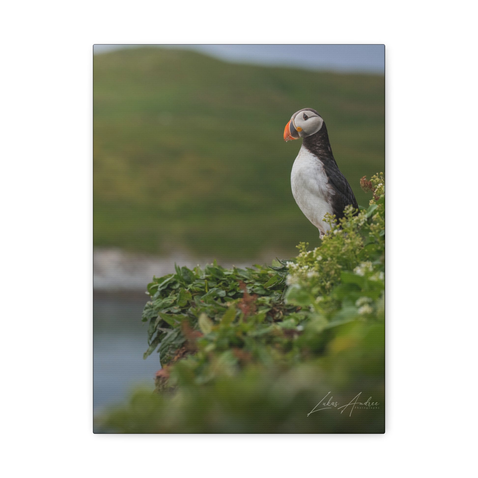 Puffin on Coastal Hilltop — By Photographer Lukas Andersen
