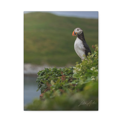 Puffin on Coastal Hilltop — By Photographer Lukas Andersen
