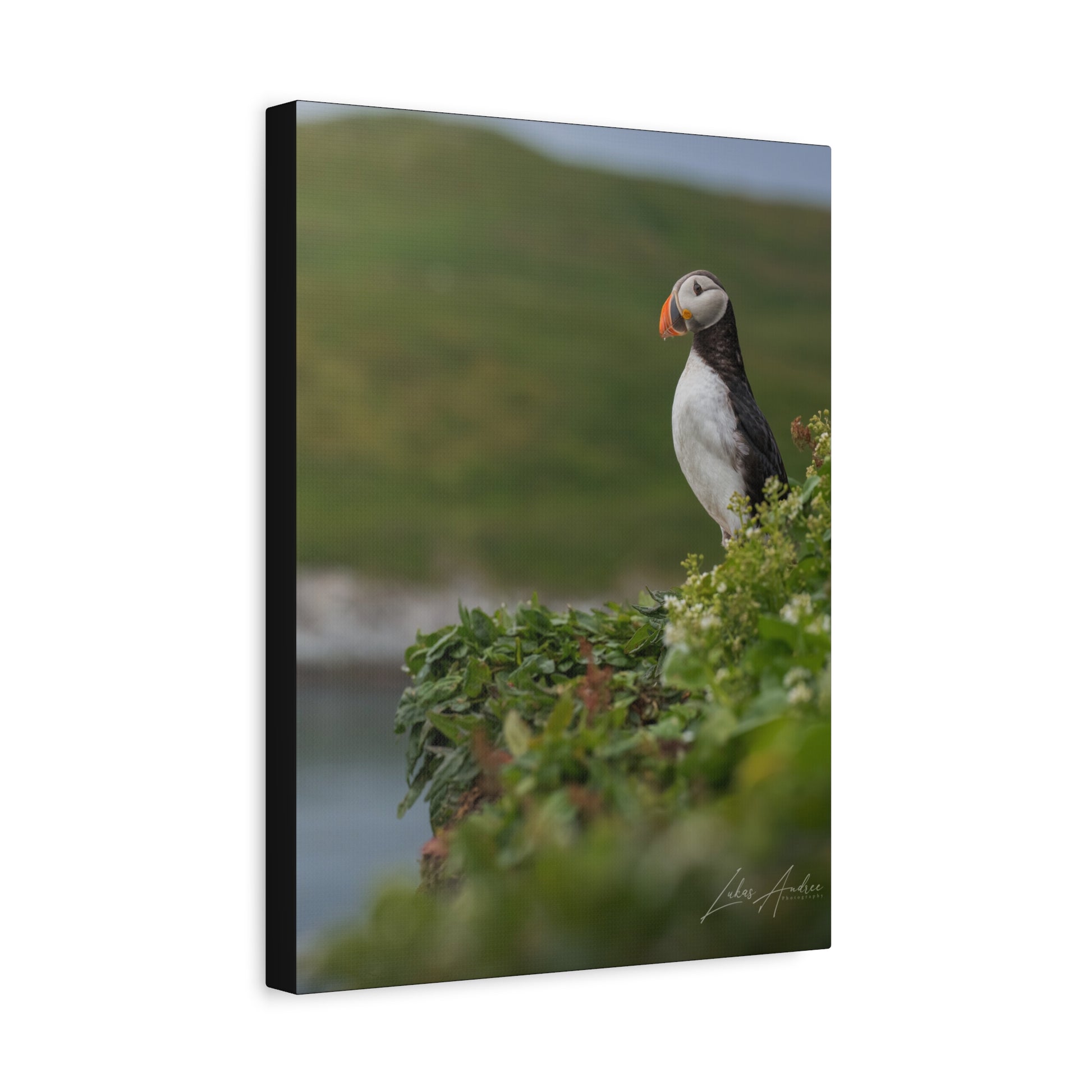 Puffin on Coastal Hilltop — By Photographer Lukas Andersen