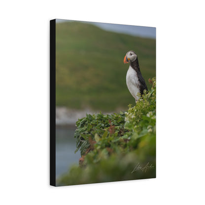 Puffin on Coastal Hilltop — By Photographer Lukas Andersen