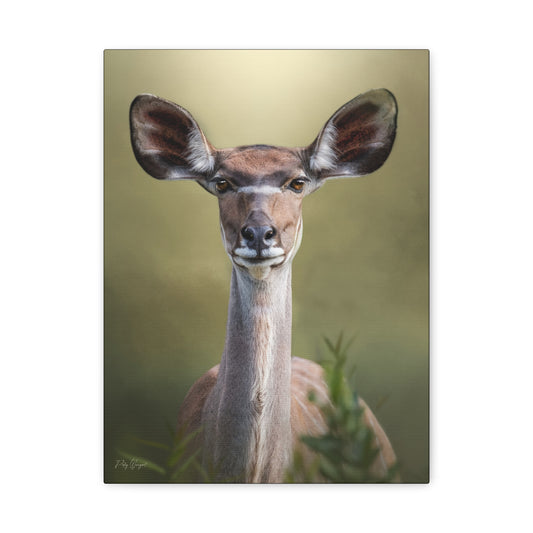 Ears of the Plains – Kudu Portrait by Photographer Patsy Weingart