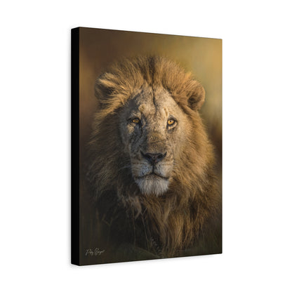 Majestic Lion in Golden Light – By Photographer Patsy Weingart