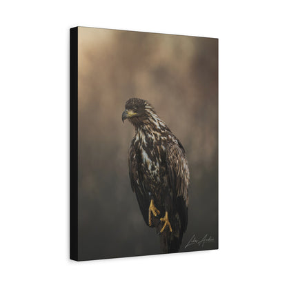White‑Tailed Eagle Juvenile — By Photographer Lukas Andersen