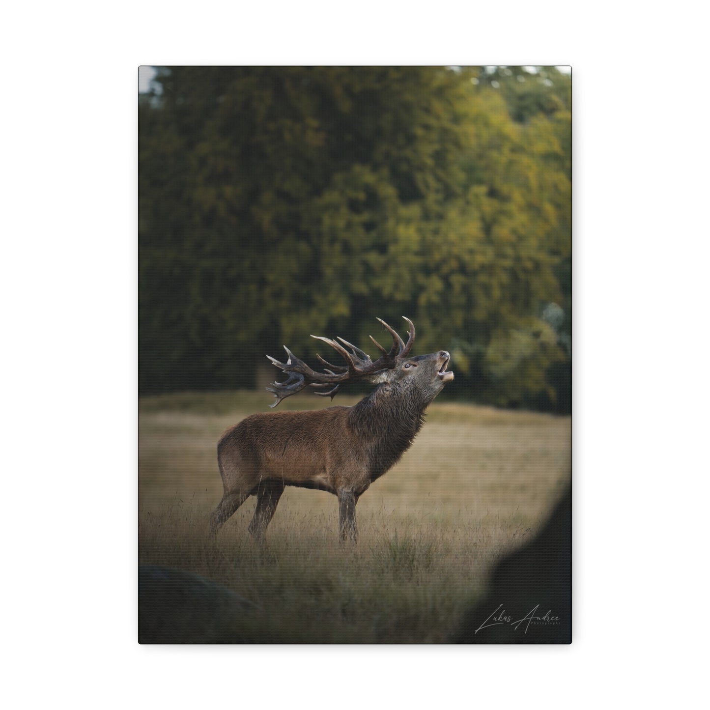Red Stag Roaring in Woodland Light — By Photographer Lukas Andersen