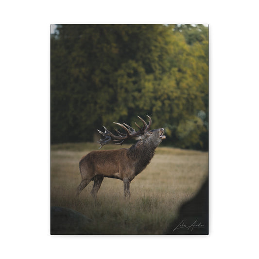 Red Stag Roaring in Woodland Light — By Photographer Lukas Andersen