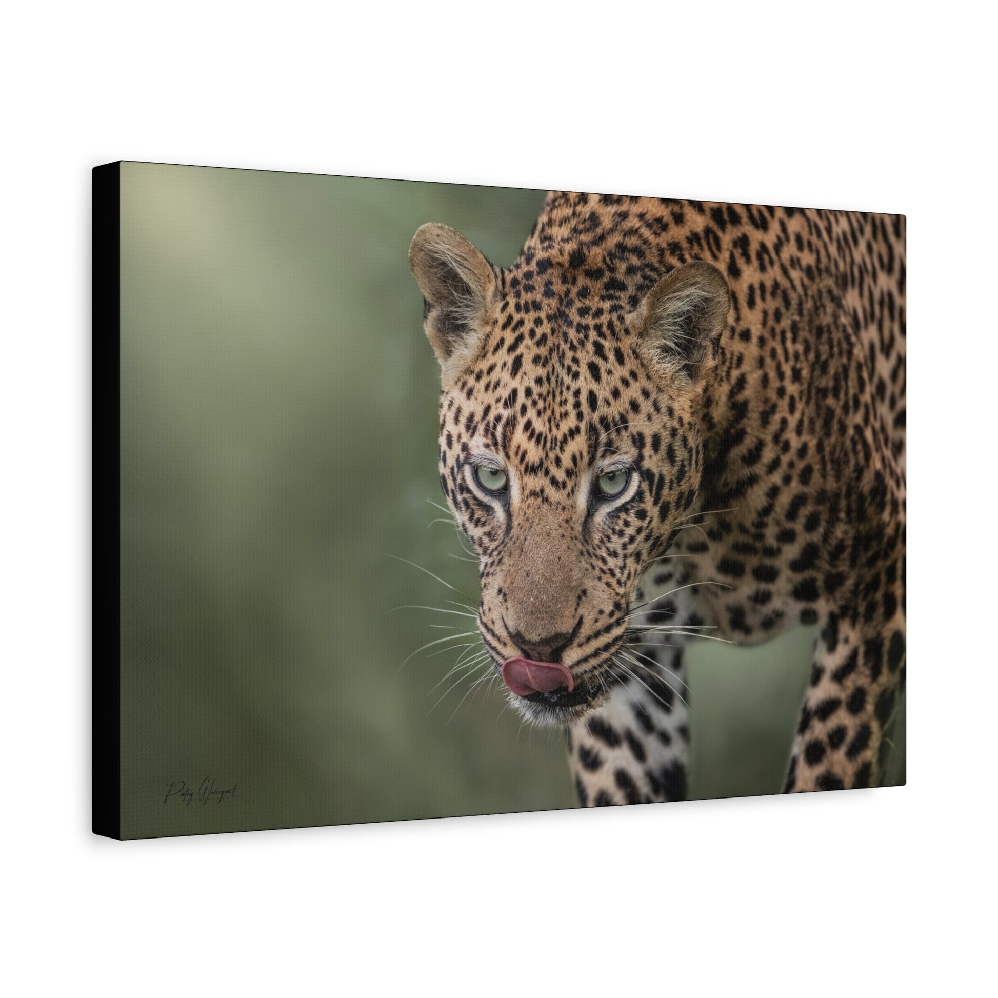 Silent Stalker: Leopard at Close Range – By Photographer Patsy Weingart