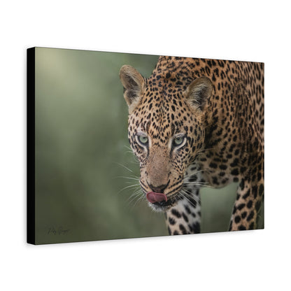 Silent Stalker: Leopard at Close Range – By Photographer Patsy Weingart