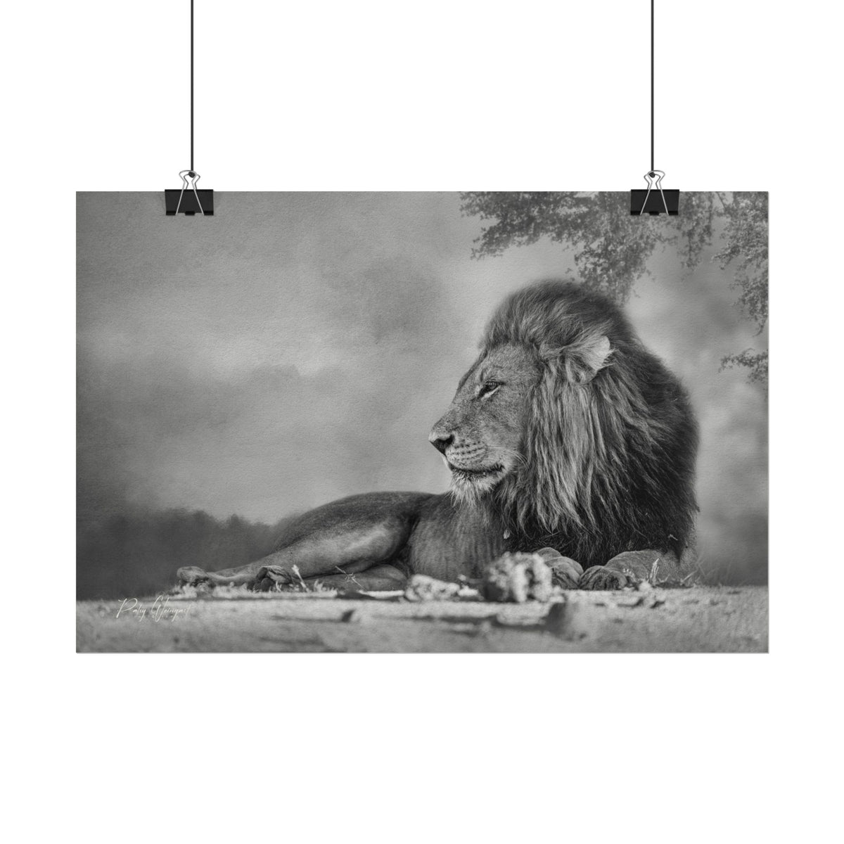 Lion Beneath the Acacia Fine Art Print | By Photographer Patsy Weingart