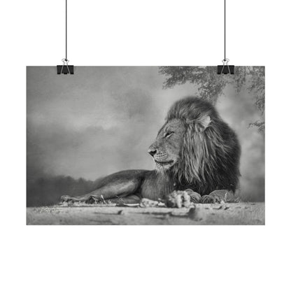 Lion Beneath the Acacia Fine Art Print | By Photographer Patsy Weingart