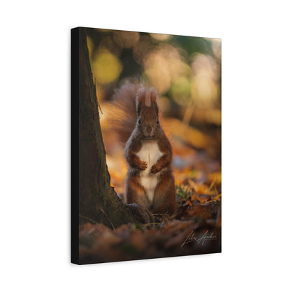 Red Squirrel on Forest Floor — By Photographer Lukas Andersen