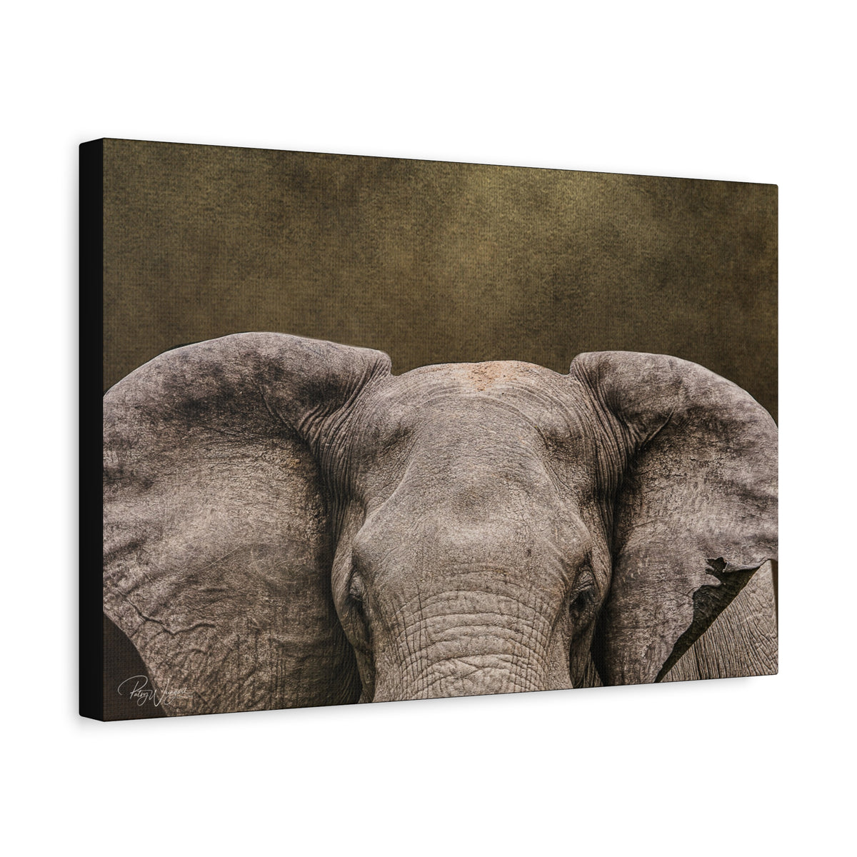 Elephant Portrait in Golden Light — By Photographer Patsy Weingart