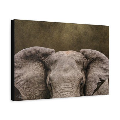Elephant Portrait in Golden Light — By Photographer Patsy Weingart