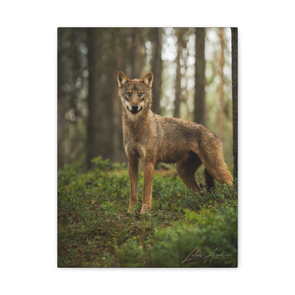 Forest Sentinel, Wild Wolf — By Photographer Lukas Andersen