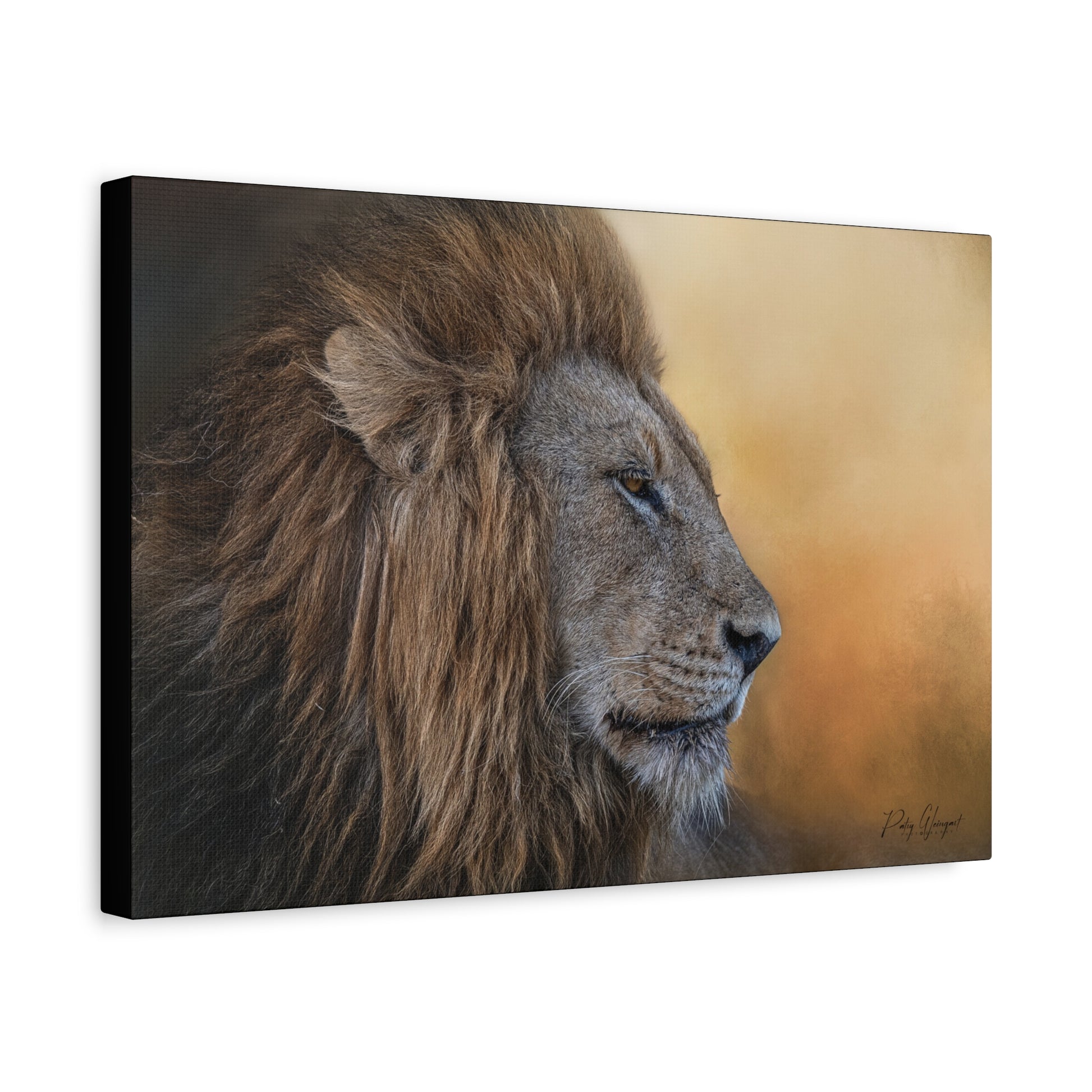 The Watchful King – Close‑Up Male Lion by Photographer Patsy Weingart