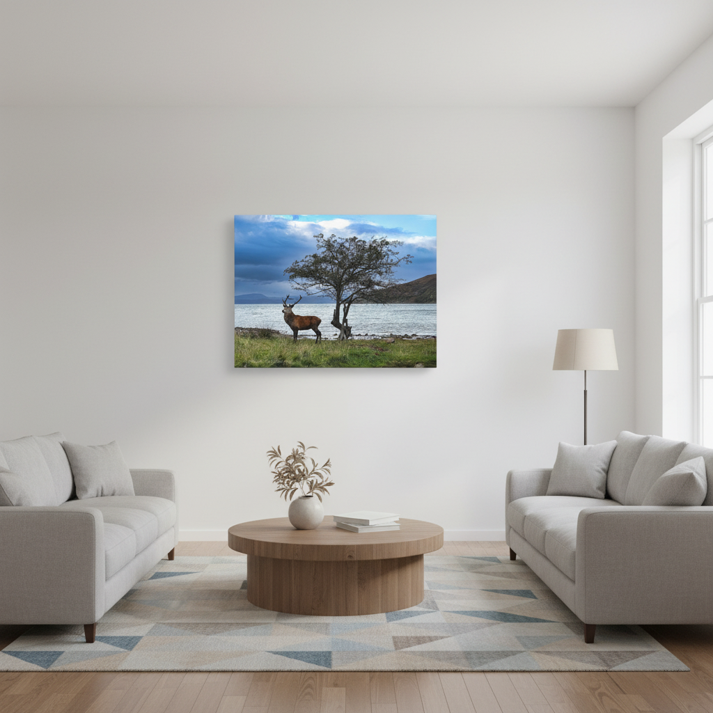 Applecross Stag Canvas Print – By Photographer Fergus King