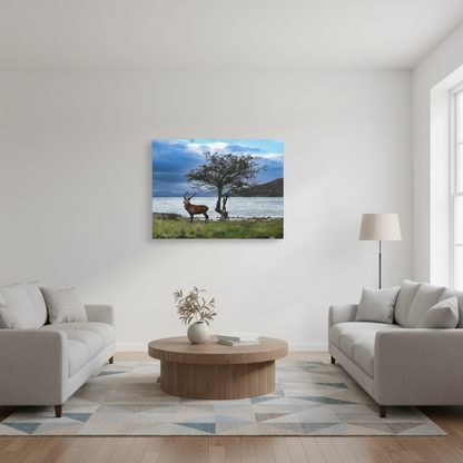 Applecross Stag Canvas Print – By Photographer Fergus King