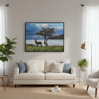 Applecross Stag Canvas Print – By Photographer Fergus King