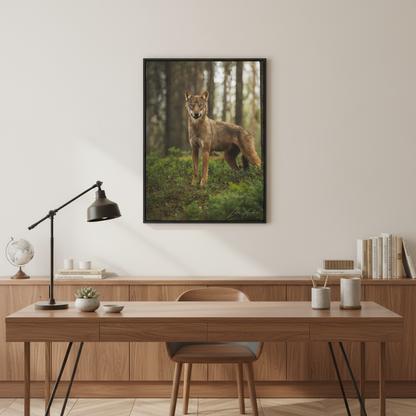 Forest Sentinel, Wild Wolf — By Photographer Lukas Andersen