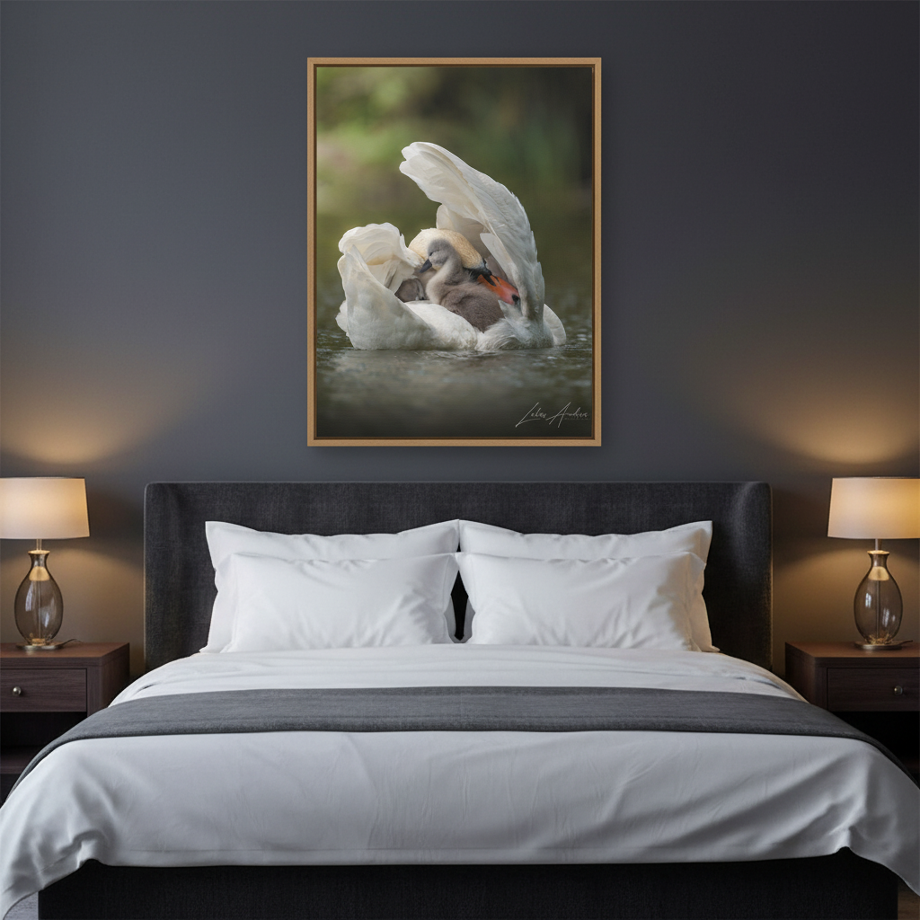 Swan Sheltering Two Cygnets – By Photographer Lukas Andersen