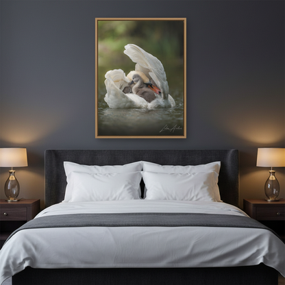 Swan Sheltering Two Cygnets – By Photographer Lukas Andersen