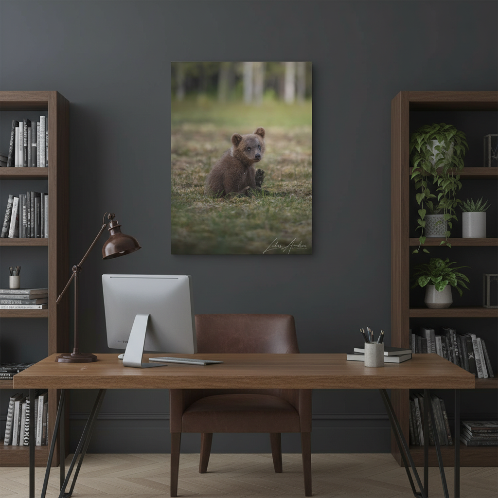 Bear Cub Scratching in Forest Meadow – By Photographer Lukas Andersen