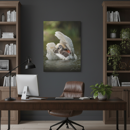 Swan Sheltering Two Cygnets – By Photographer Lukas Andersen