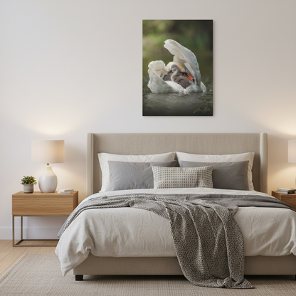 Swan Sheltering Two Cygnets – By Photographer Lukas Andersen