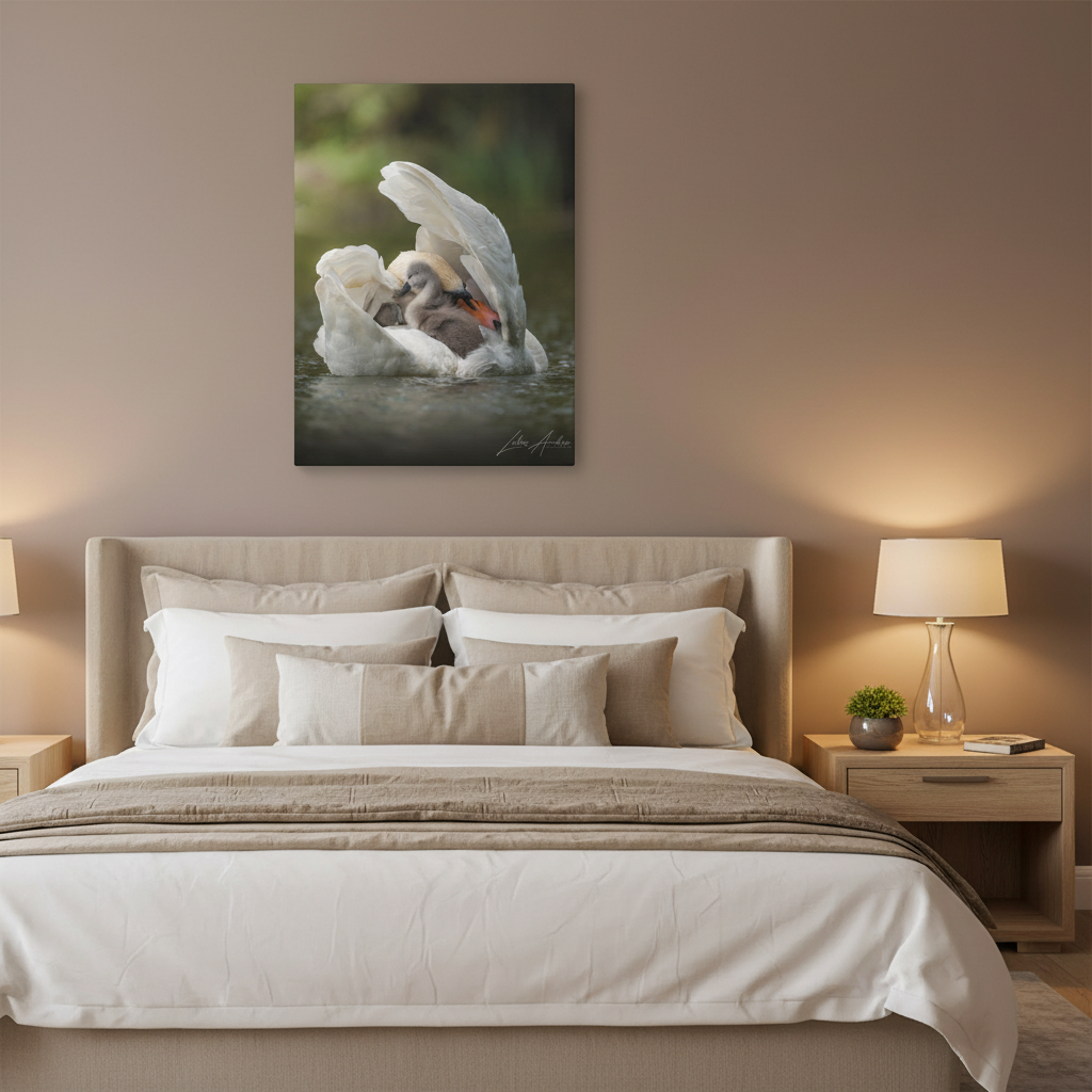 Swan Sheltering Two Cygnets – By Photographer Lukas Andersen