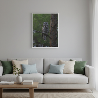 Great Gray Owl Portrait on Forest Branch – By Photographer Lukas Andersen