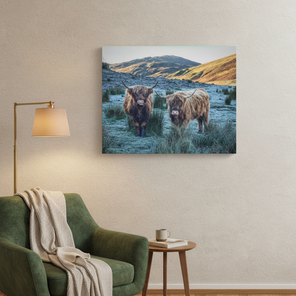 Highland Cows at Sunrise, Scottish Highlands – Canvas Print by Fergus King