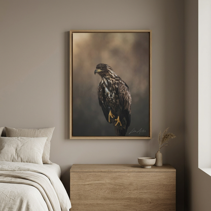 White‑Tailed Eagle Juvenile — By Photographer Lukas Andersen