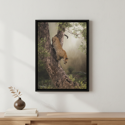 Leopard in Descent — By Photographer Patsy Weingart