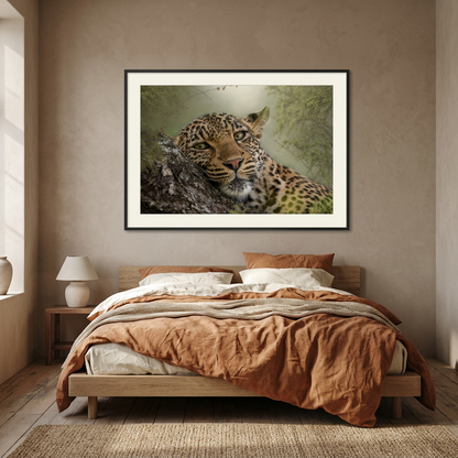 Leopard in Repose Fine Art Print | By Photographer Patsy Weingart